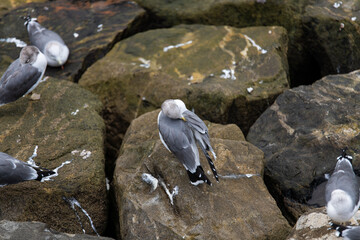 high angle view of seagulls on the rocky shoreline