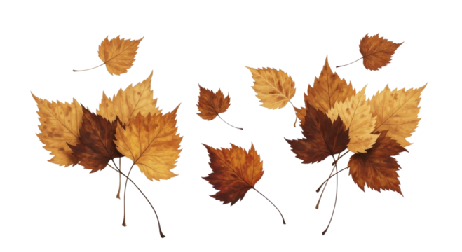 Autumn leaves arrangement transparent background cutout png