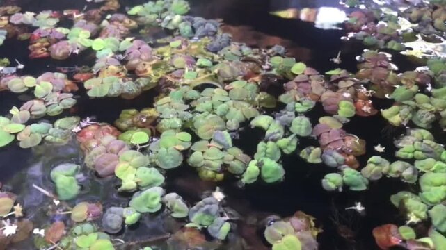 Red Azolla fern floating on water surface used for natural wastewater treatment and ecological purification. Sustainable environmental concept footage.