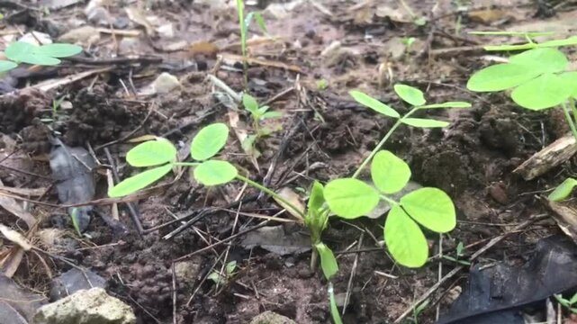 Peanut plant growing : A macro shot of a young peanut plant, showcasing its fresh green leaves and delicate structure, thriving amidst a bed of earth.