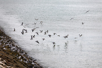 high angle view of seagull flock flying on the sea by the rocky shoreline