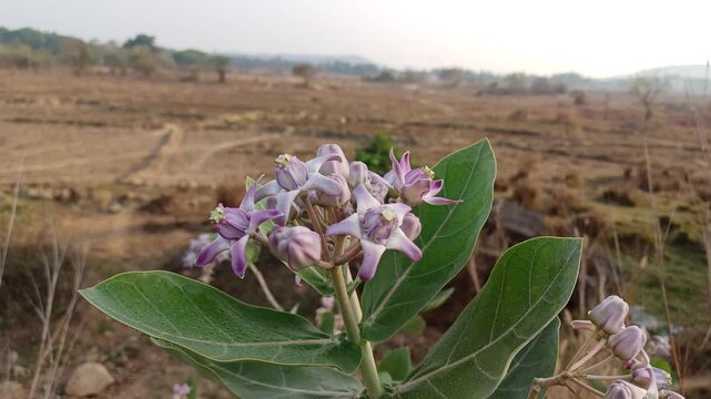 Calotropis gigantea plant flowers, Calotropis procera.
