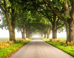 Obraz premium A tree-lined road stretches into the distance, framed by arching branches of lush green foliage. Fog or mist adds depth