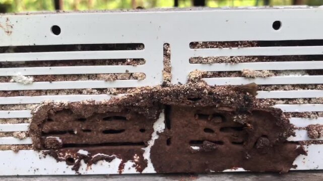Termite bait system demonstration showing worker termites feeding on bait and carrying it back to the queen in the nest. Effective pest control and eco-friendly extermination method.