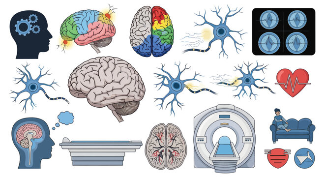 Brain Anatomy and Medical Imaging Illustrations: Neurons Scans and Cognitive Function.