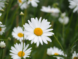 Obraz premium 植物 野原 花