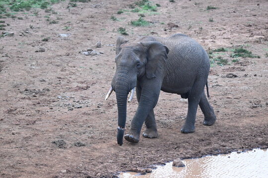 A bull elephant with injured trunk in Aberdare National Park.