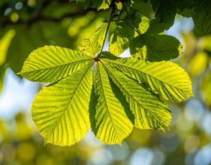 Close-up of a vibrant, sunlit, multi-lobed leaf