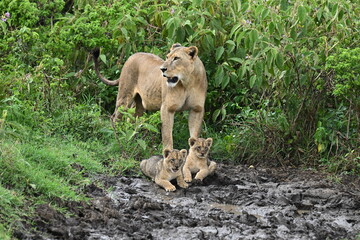 A lioness with her two cubs in Lake Nakuru National Park.
