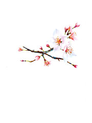 Fototapeta premium Delicate pink cherry blossom branch with white background