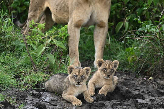 A close-up portrait of two cubs in Lake Nakuru National Park. 
