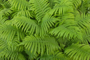 green feathery leaves of the garden fern - ostrich fern (lat. Matteuccia struthiopteris)