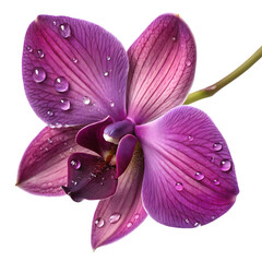 Fototapeta premium Close up of a vibrant purple orchid with water droplets on its petals