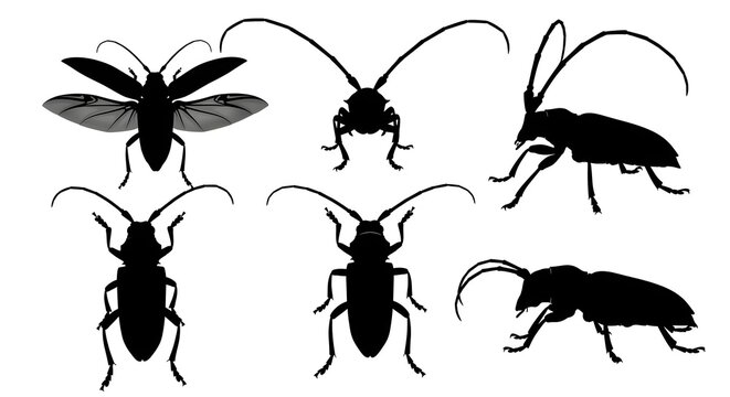 Silhouettes of longhorn beetles in various poses isolated on white background