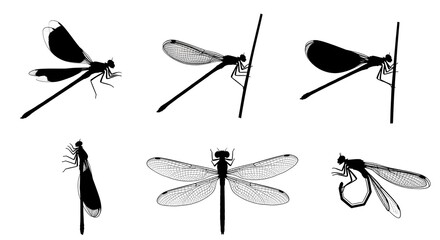 Various dragonfly silhouettes isolated on white background showcasing different poses