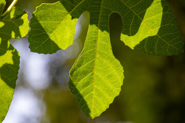 Shades of green and shapes in nature image for background use