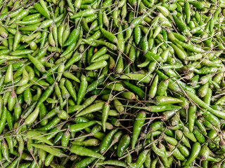 Fresh green chilies stacked for sale in the market. Vibrant green chili peppers harvested for seasoning. Green chili peppers collected and packed. Freshly picked green chilies for culinary use