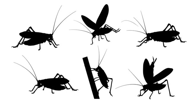 Black grasshopper silhouettes isolated on white background in various positions