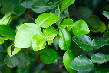Fresh green kaffir lime leaves.