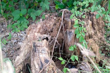 An old, decaying tree hollow.