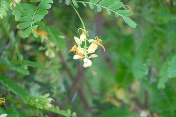 The tamarind tree is flowering with clusters of flowers.