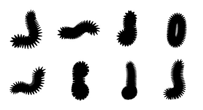 Collection of spiky black sea cucumbers isolated on white background