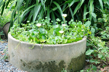 Planting white lotus flowers in a water basin.