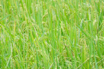 Rice ears in the paddy field.