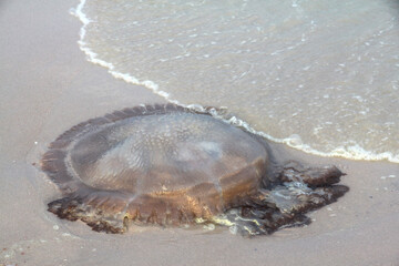 Large jellyfish carcasses on the beach.