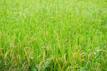 Rice ears in the paddy field.