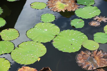 A multitude of bright green lotus leaves in a pond.