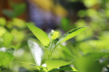 Bright green leaf tips growing. Macro shot.