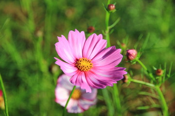 Bright pink cosmos flowers in a natural garden.