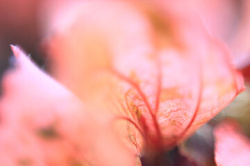 Fragment of a bright pink flower petal. Macro shot.