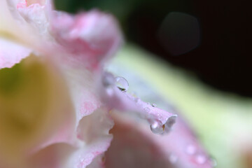 Fragment of a pink flower petal with natural water drops.