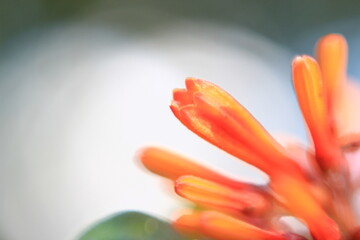 Fragment of a bright pink flower petal. Macro shot.