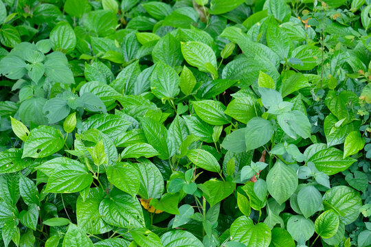Green wild betel leaf bush.