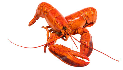 Two bright orange cooked lobsters, claws interlocked, on black