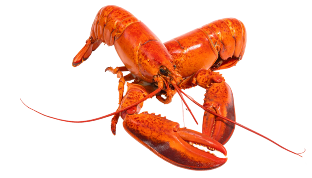 Two bright orange cooked lobsters, claws interlocked, on black