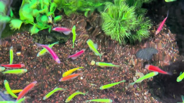 danio ornamental fish or colorful ornamental fish in the aquarium. Suitable for relieving stress, for young children who are new to ornamental fish.