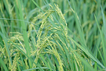 Rice ears in the paddy field.