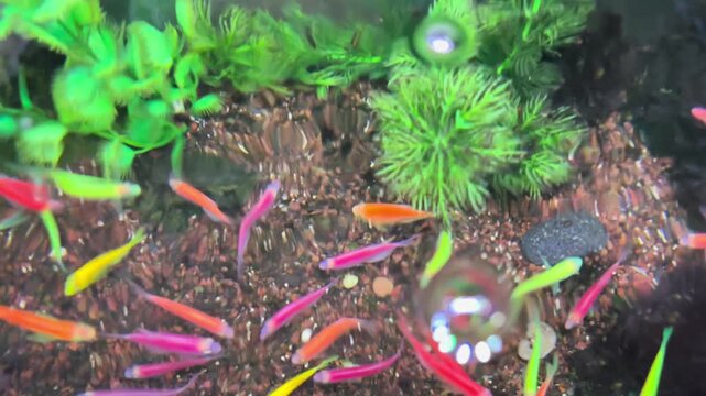 danio ornamental fish or colorful ornamental fish in the aquarium. Suitable for relieving stress, for young children who are new to ornamental fish.
