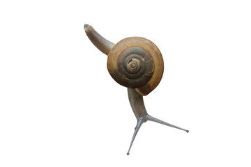Gastropod isolated on transparent background png file	
