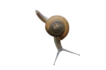 Gastropod isolated on transparent background png file	

