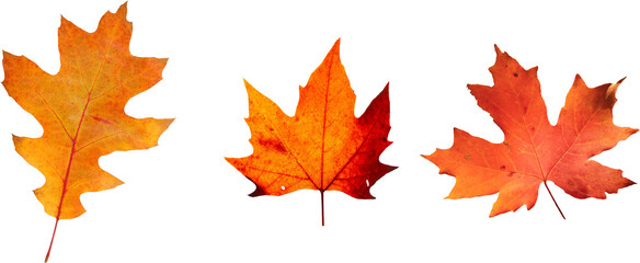 Autumn leaves set of autumn leaves in the wind on white background Full-size photo of maple autumn High resolution. Collection of autumn leaves isolated on transparent or white background, png