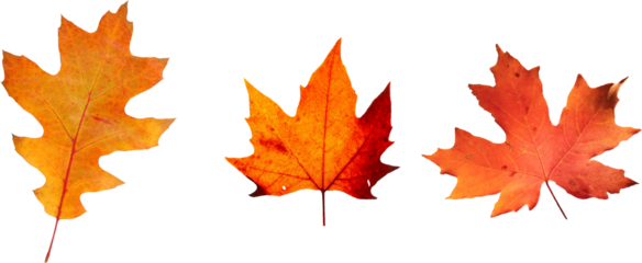 Autumn leaves set of autumn leaves in the wind on white background Full-size photo of maple autumn High resolution. Collection of autumn leaves isolated on transparent or white background, png