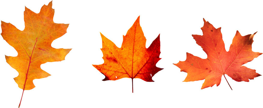 Autumn leaves set of autumn leaves in the wind on white background Full-size photo of maple autumn High resolution. Collection of autumn leaves isolated on transparent or white background, png