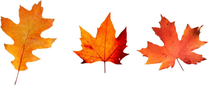 Autumn leaves set of autumn leaves in the wind on white background Full-size photo of maple autumn High resolution. Collection of autumn leaves isolated on transparent or white background, png