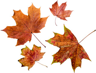 Fototapeta premium Autumn leaves set of autumn leaves in the wind on white background Full-size photo of maple autumn High resolution. Collection of autumn leaves isolated on transparent or white background, png