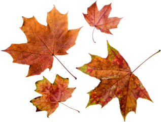 Autumn leaves set of autumn leaves in the wind on white background Full-size photo of maple autumn High resolution. Collection of autumn leaves isolated on transparent or white background, png